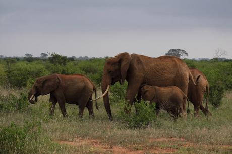 [Voyages] Safari dans le Parc National du Tsavo Est au Kenya