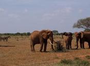 [Voyages] Safari dans Parc National Tsavo Kenya