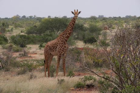 [Voyages] Safari dans le Parc National du Tsavo Est au Kenya