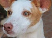 KLARA petite Podenca traumatisée cherche famille adoption chez chiens galgos.