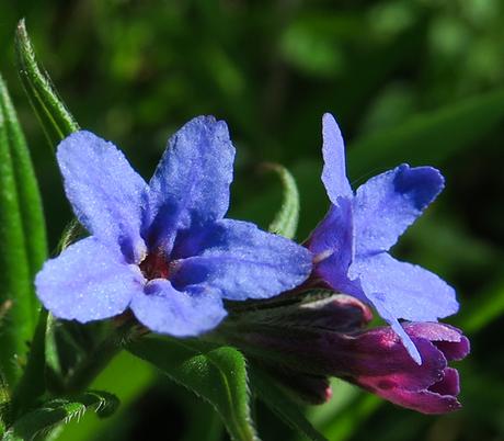 Grémil bleu-pourpre (Buglossoides purpurocaerulea)
