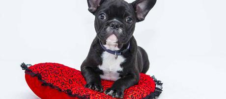 Où installer son panier pour chien ? Où installer son panier pour chien ?