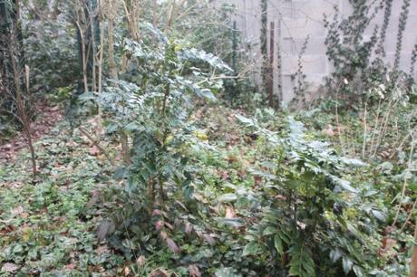 1 mahonia japonica veneux 9 janv 2018 051.jpg