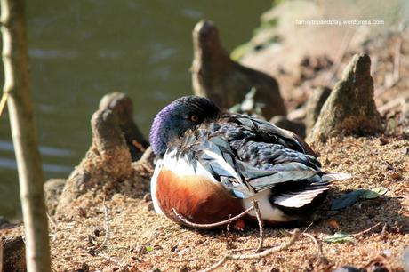 Nantes : nature en ville #9