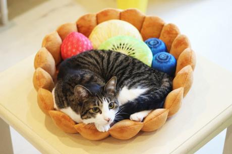 Japon : un panier pour chat « tarte aux fruits »