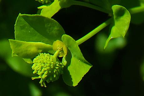 Euphorbe raide (Euphorbia stricta)