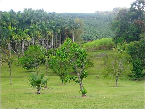 Martinique : carte postale pour votre WE