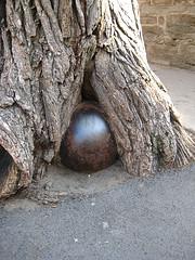 A Canonball inside a tree on St Louis Street, Québec City
