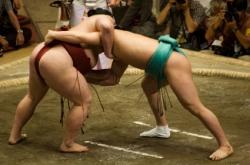combat de sumo