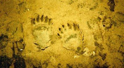 Comment tuer ours mains nues presque)