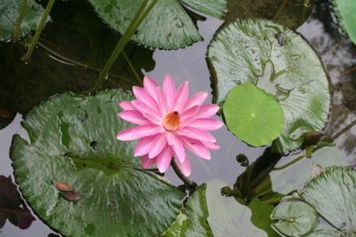 Blog de taiwaninside : Taiwan, vue de l'intérieur, Fleur de lotus 2