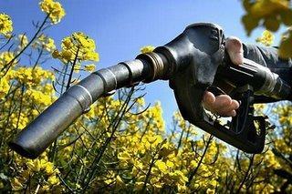 Les biocarburants responsables de la crise alimentaire selon la Banque Mondiale