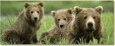 espèces d'ours huit sont menacées d'extinction