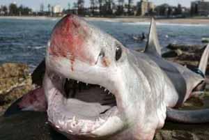 Onze espèces de requins de haute mer menacées d'extinction Onze espèces de requins de haute mer menacées d'extinction
