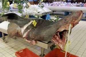Onze espèces de requins de haute mer menacées d'extinction