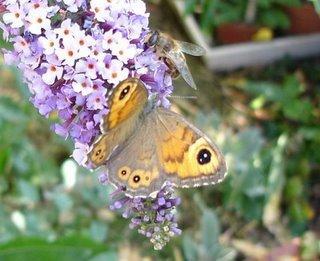 se sentir léger comme un papillon se sentir léger comme un papillon