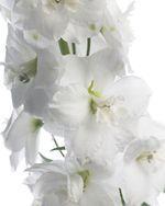 Delphinium_blanc Delphinium_blanc