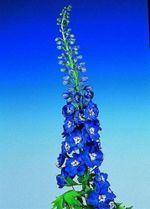 Delphinium_03 Delphinium_03