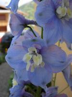 Delphinium_02 Delphinium_02