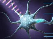 MÉMOIRE ÉPISODIQUE L’affinement neuronal l’œuvre quelques neurones hippocampiques
