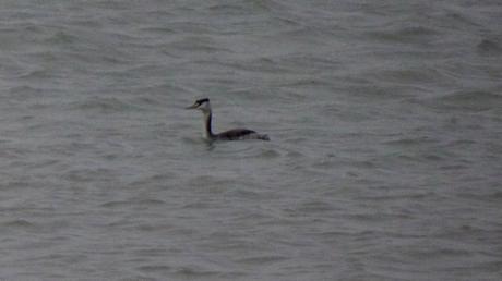 Un jour le jour reviendra …