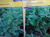 Connaissez-vous Mesophylla