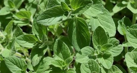 Les herbes aromatiques (6)