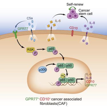 #Cell #cancer #chimiorésistance #fibroblastes Fibroblastes CD10+GPR77+ et stimulation de la formation et la chimiorésistance du cancer en maintenant la vigueur de ses cellules souches