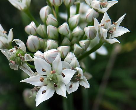 Ciboulette de Chine (Allium tuberosum)