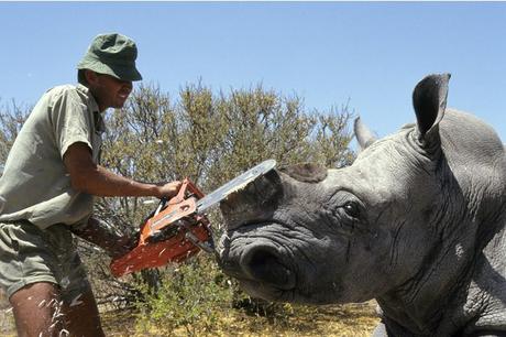 Léger recul du braconnage des rhinocéros en Afrique du Sud