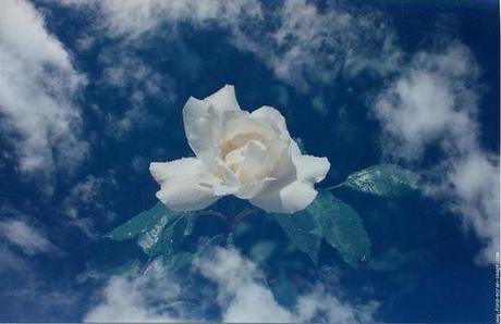 Une rose à la boutonnière du ciel Une rose à la boutonnière du ciel