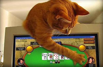 Les joueurs de poker et leurs animaux de compagnie : plutôt chien ou chat ?