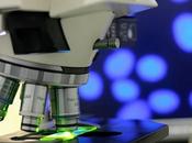ALZHEIMER perte neuronale était très limitée