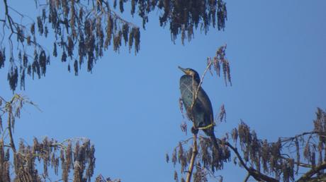 Des oiseaux dans la ville (janvier 2018)