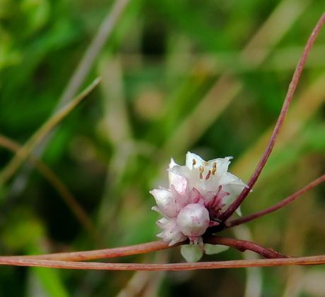 Petite cuscute (Cuscuta epithymum)