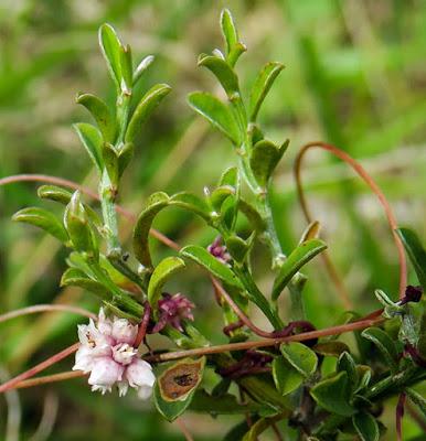Petite cuscute (Cuscuta epithymum) Petite cuscute (Cuscuta epithymum)