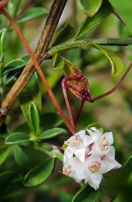 Petite cuscute (Cuscuta epithymum) Petite cuscute (Cuscuta epithymum)