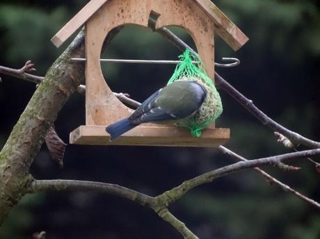 Mésange au jardin janvier 2018 Mésange au jardin janvier 2018