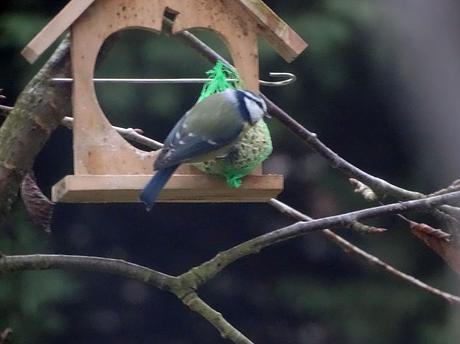 Mésange au jardin janvier 2018