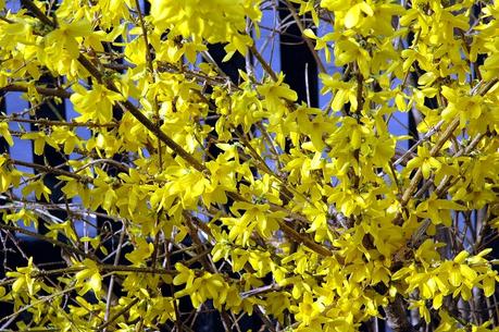 La prononciation du mot forsythia 1200px-Forsythia_close-up