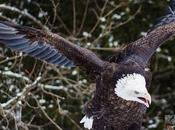 aigles tête blanche sous pluie neige