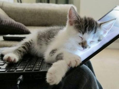 cat-on-computer