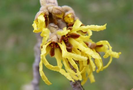 Hamamelis_02