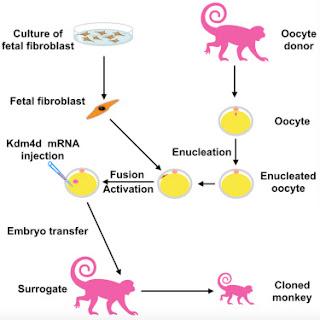 #Cell #macaque #clonage Clonage de singes macaques par transfert des noyaux de cellules somatiques