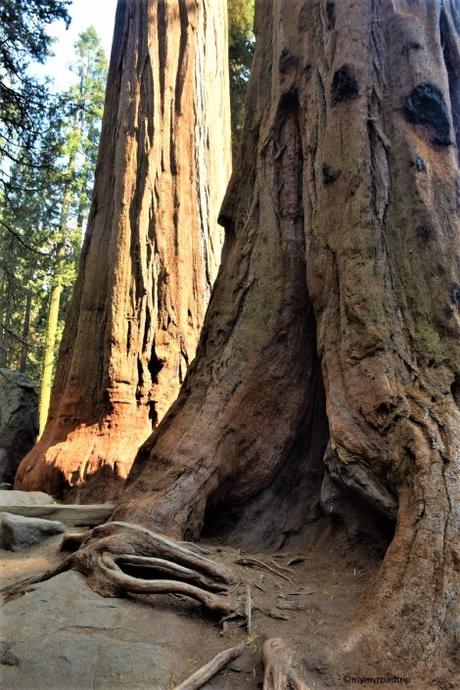 Les Parcs nationaux de Sequoia et Kings Canyon en Californie