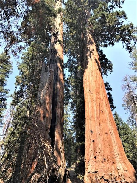 Les Parcs nationaux de Sequoia et Kings Canyon en Californie