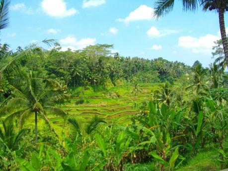 Le parfumeur de Peliatan : Aroma Bali