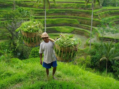 Le parfumeur de Peliatan : Aroma Bali