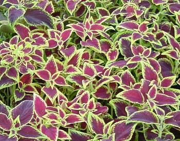 Coleus forskohlii, une plante ayurvédique pour maigrir sainement