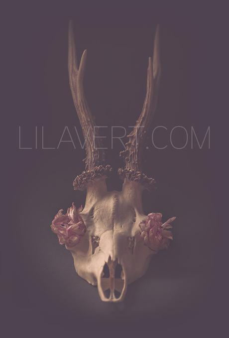 Deer skull – print photo